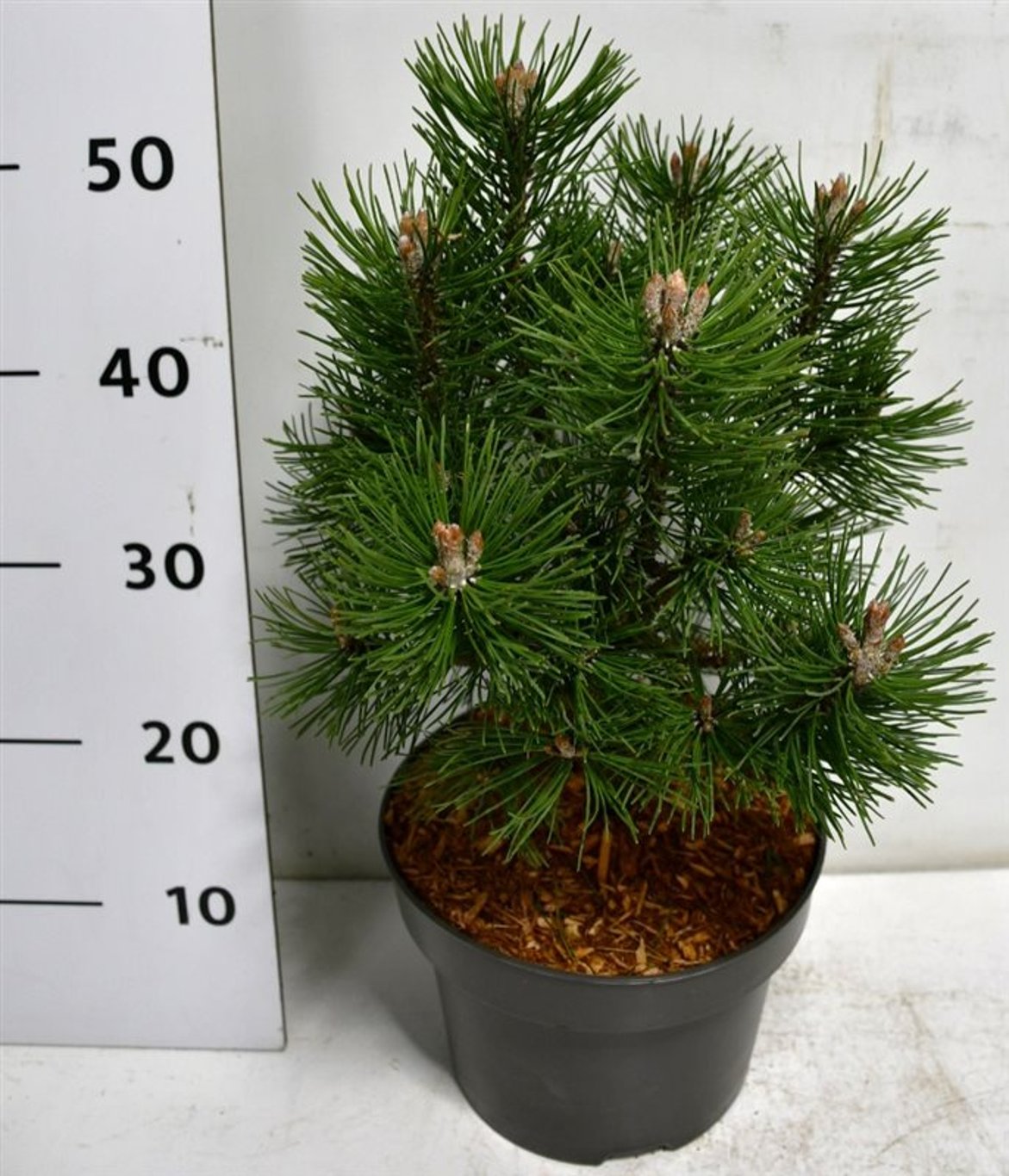 Pinus mugo 'Columbo' - C5 30-40 CM